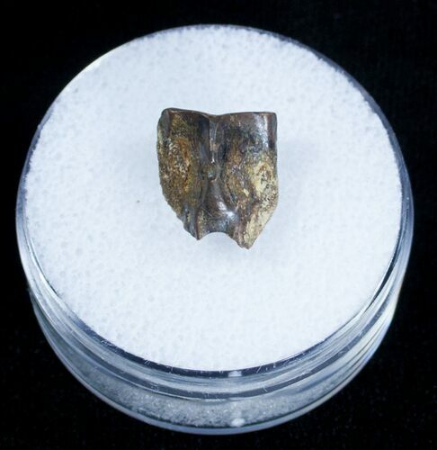 Edmontosaurus Shed Tooth From Montana #1258